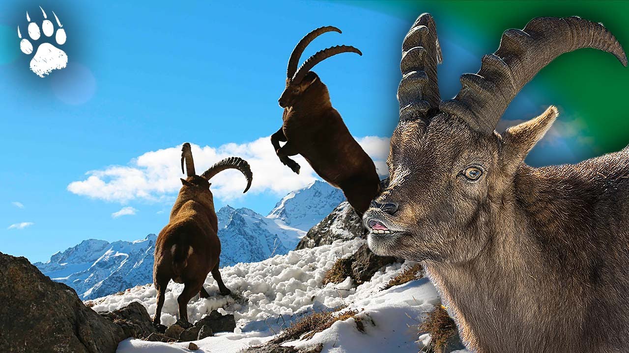 BOUQUETIN : La Face Cachée du Roi des Alpes 🏔️🐐 - Documentaire Animalier - AMP