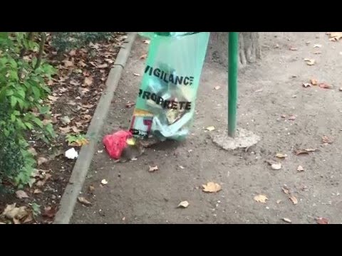 "Stop aux rats !" Le square des Batignolles ferme pendant un mois pour éradiquer les rongeurs