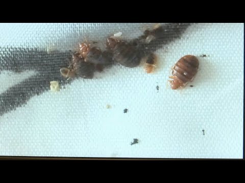 À Marseille, les punaises de lit envahissent le quartier de la Belle de Mai